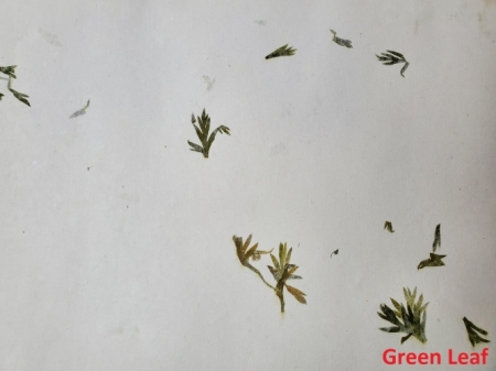 Cotton Rag Botanical Papers